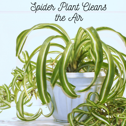 The spider plant is an easy grow plant that helps purify the air in your home.