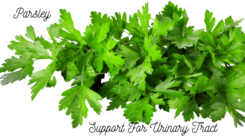 Nutrition for the urinary system, powerful herbs are a key